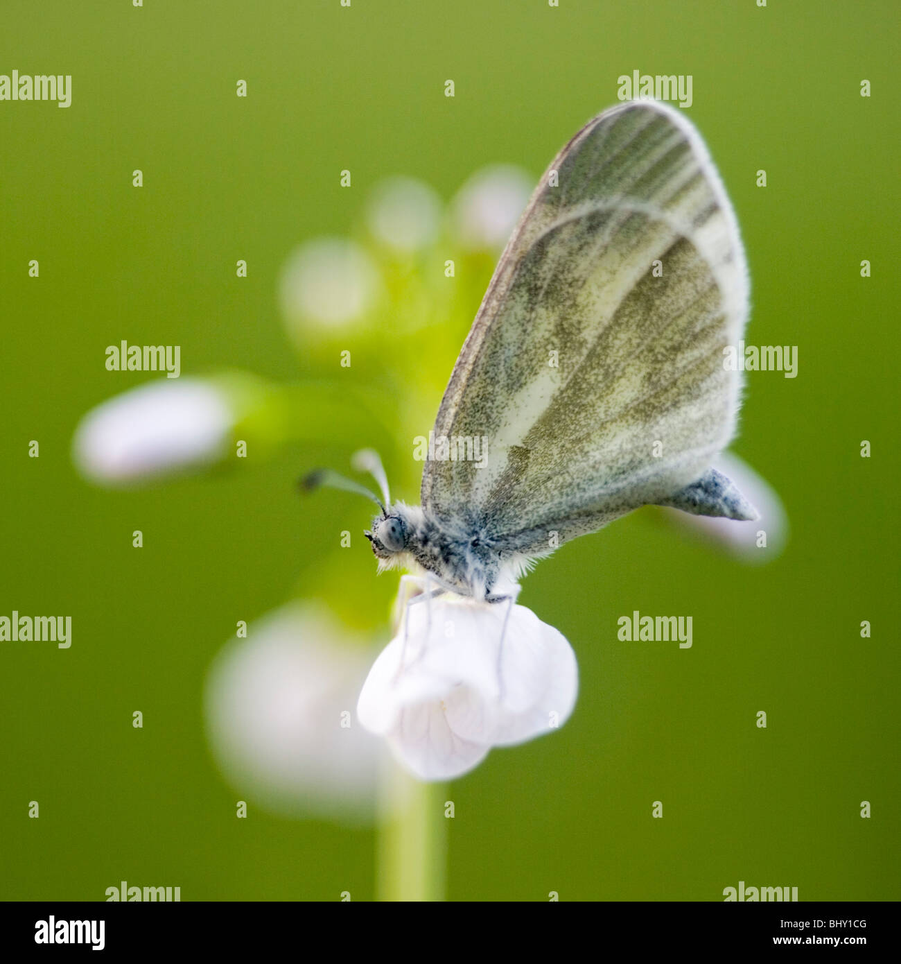 Leptidea sinapis Stockfoto