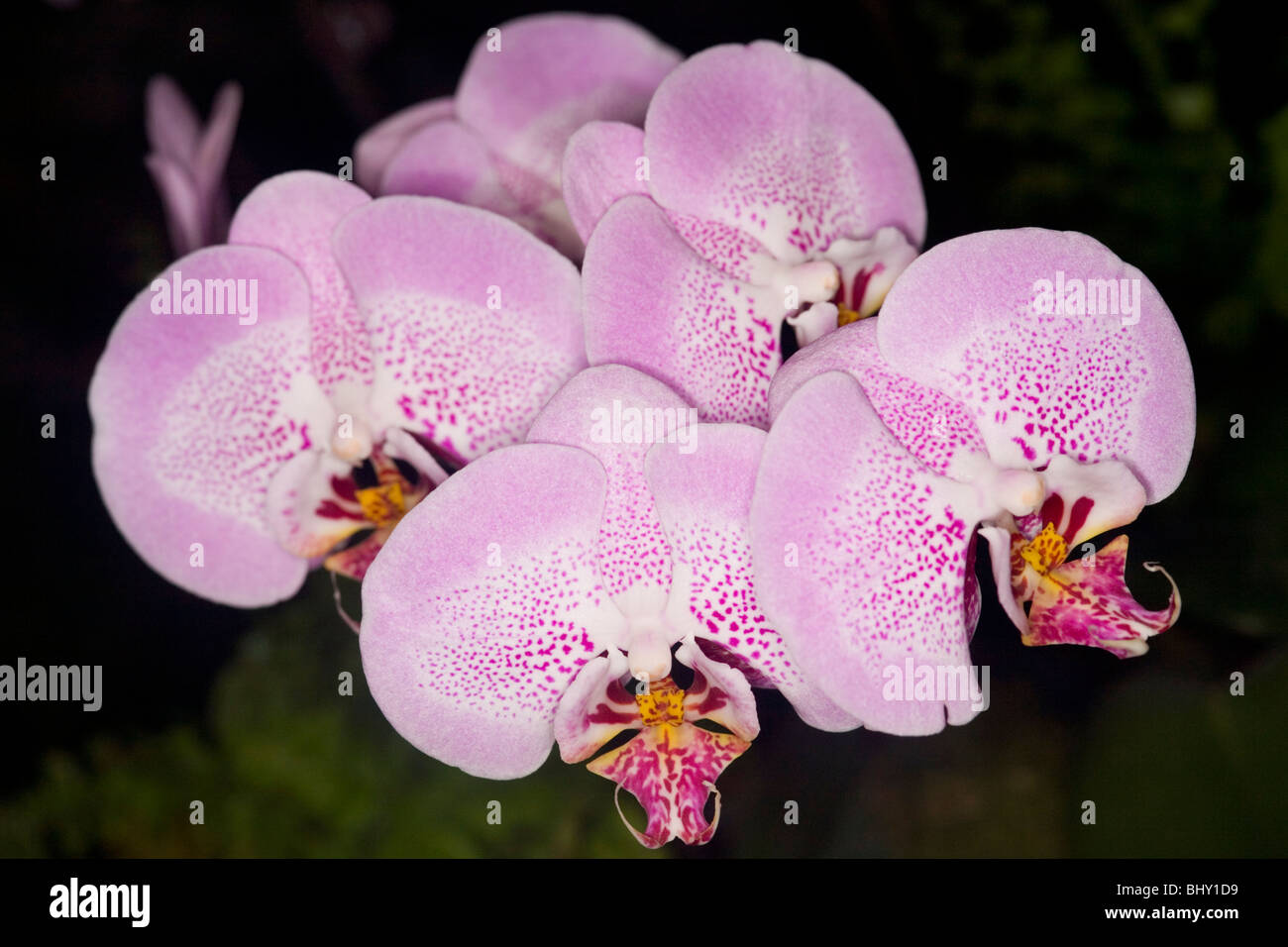 Rosa Orchideen Blüten Stockfoto