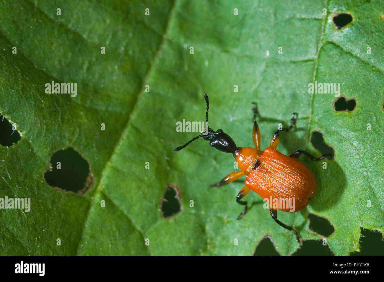 Lilie Getreidehähnchen [Lilioceris Lilii] Stockfoto