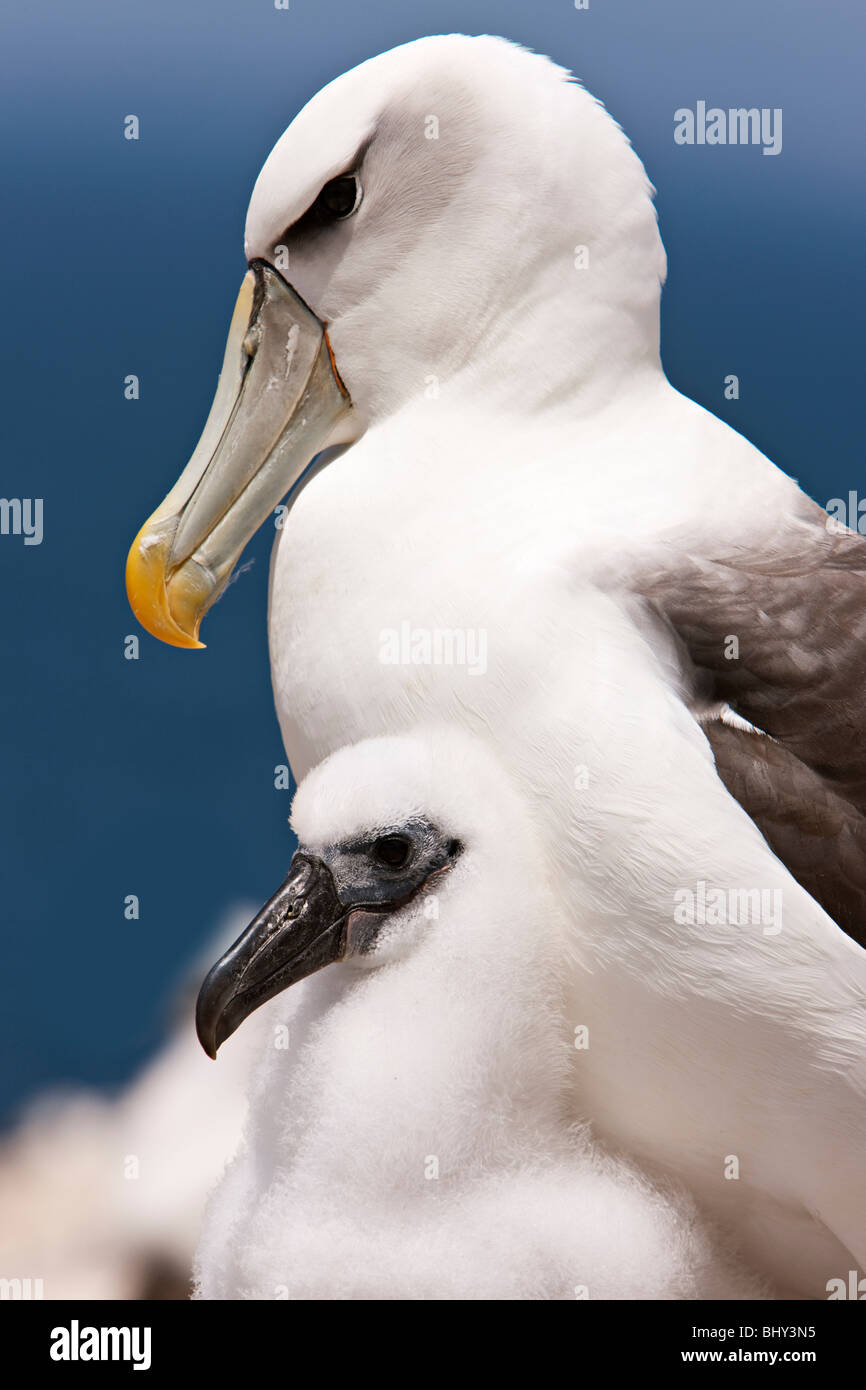 Albatros (Thalassarche Cauta) - schüchtern Tasmanien Stockfoto