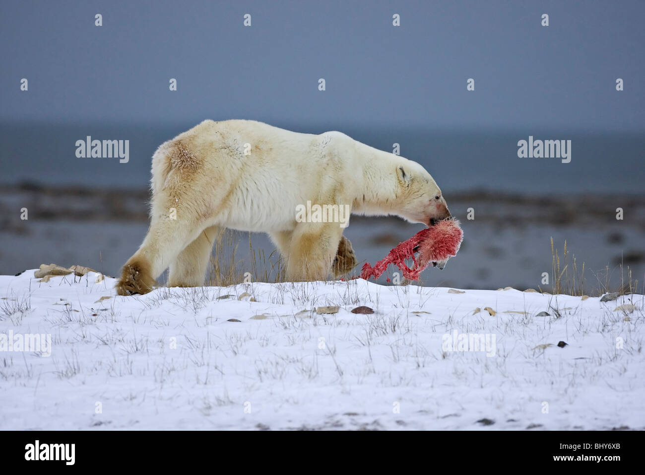 Eisbär (Ursus Maritimus) entführt die Überreste von einem ersten Jahr Cub, die es getötet und verzehrt Stockfoto