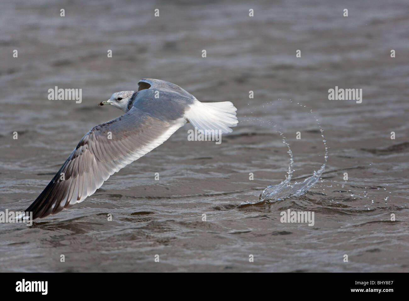 Gemeinsamen Gull Larus Canus Fütterung in küstennahen Creek Winter Norfolk Winter Stockfoto