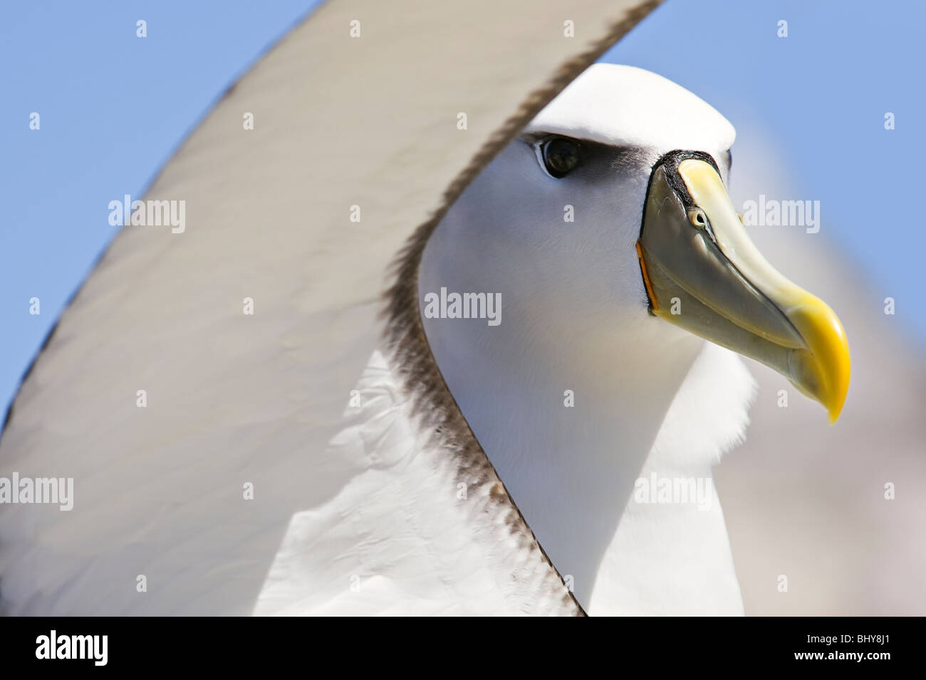 Albatros (Thalassarche Cauta) - schüchtern Tasmanien Stockfoto