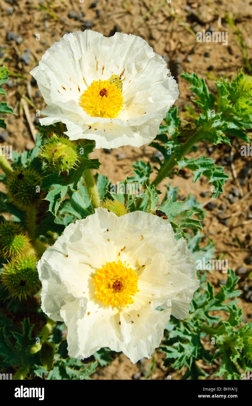 Südwestlicher stacheliger Mohn (südwestlicher stacheliger Mohn) Wüstenblume New Mexico. Stockfoto