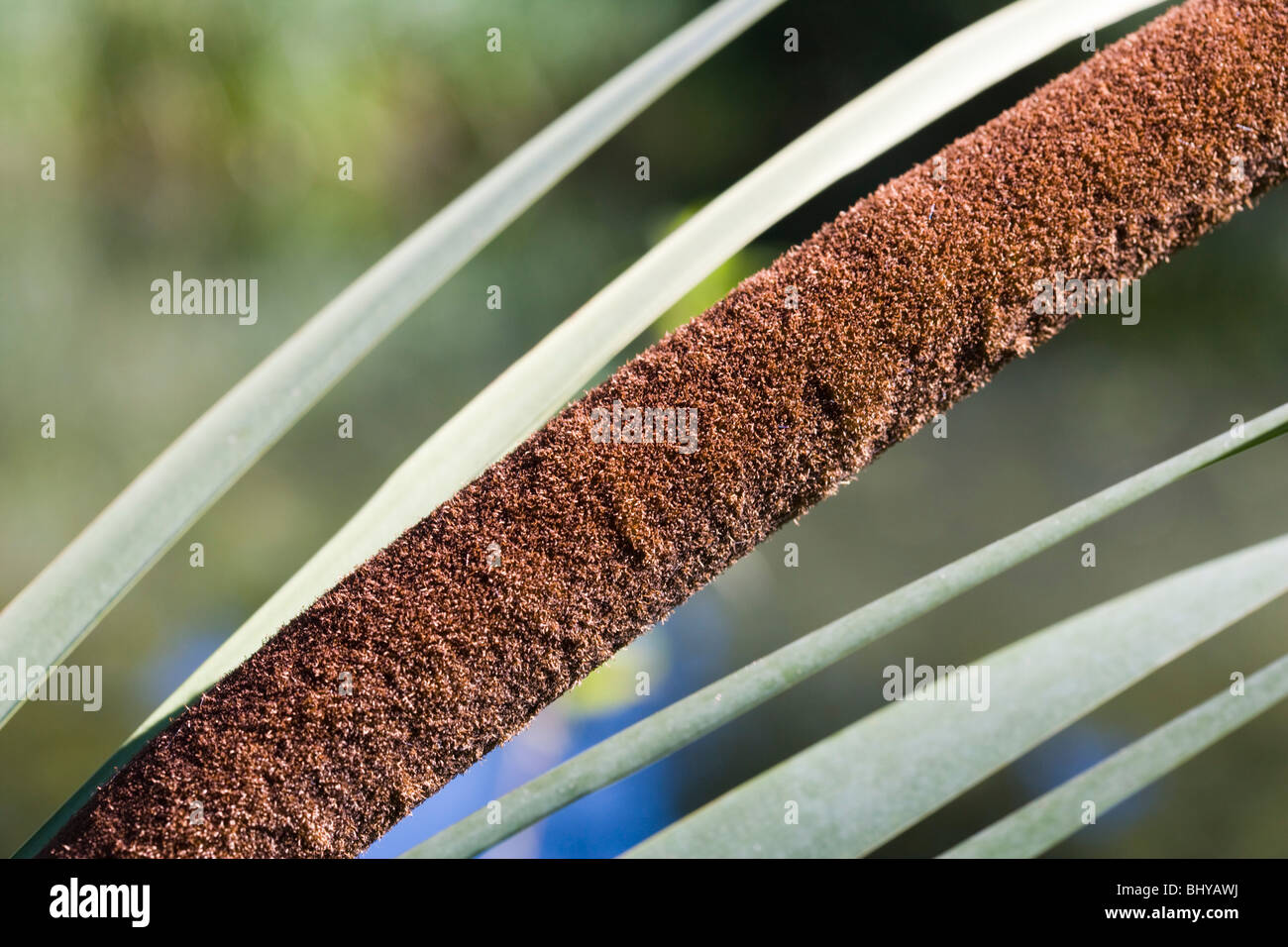 Gemeinsamen Rohrkolben, breitblättrigen Rohrkolben, Reedmace. Typha Latifolia. Stockfoto