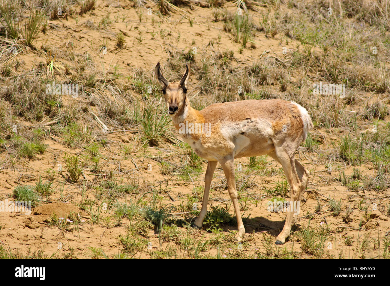 Kreuzhornantilope (Antilocapra americana) New Mexico. Stockfoto