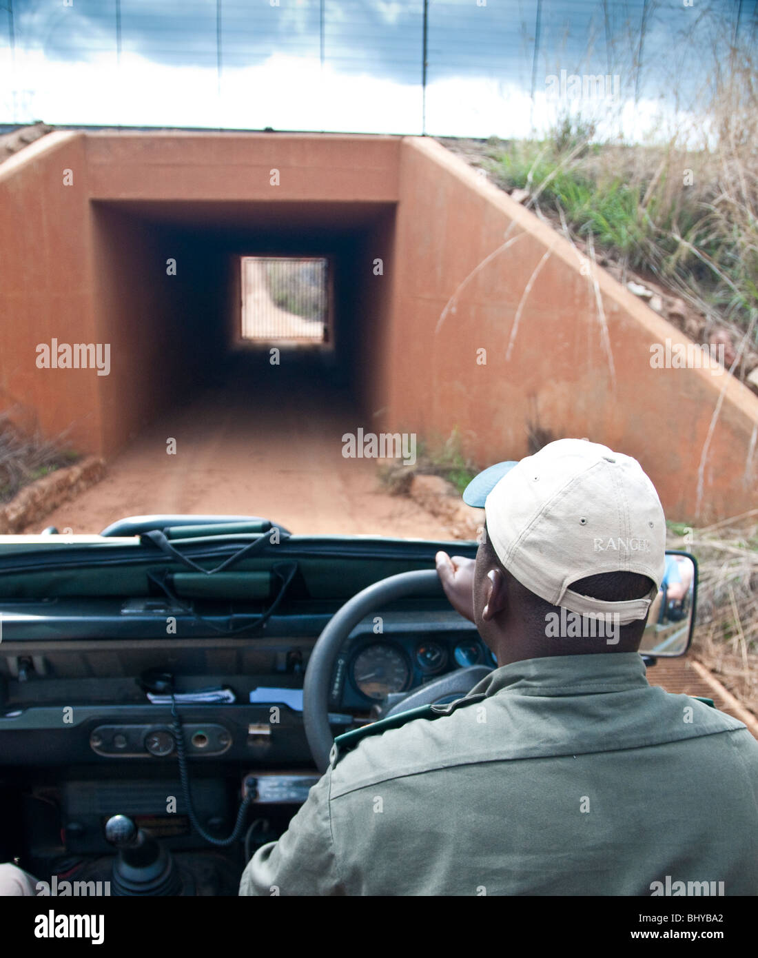 Game Drive/Safari mit Ranger Stockfoto