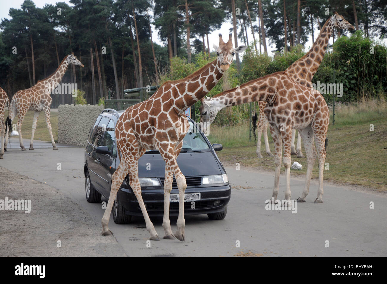 Giraffen im Serengeti-Park Hodenhagen, Deutschlands Stockfotografie - Alamy