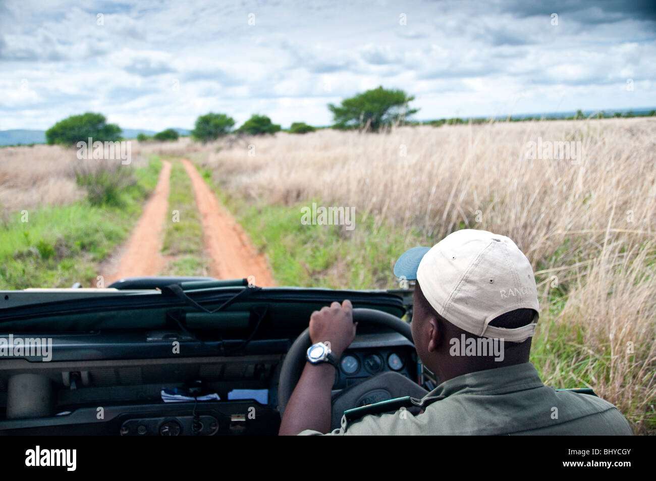 Game Drive/Safari mit Ranger Stockfoto