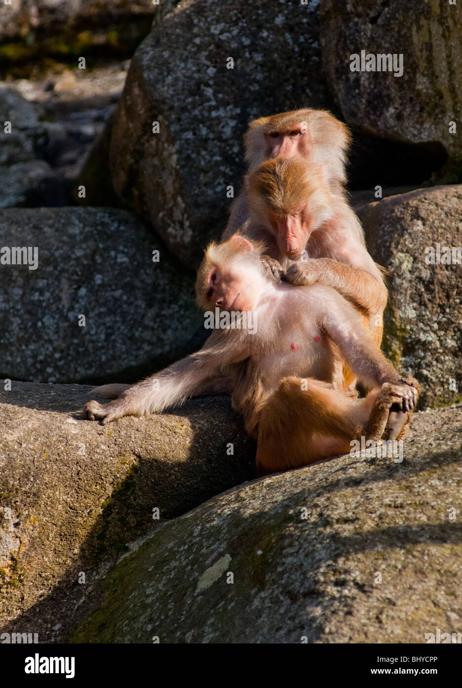 Papio Hamadryas Paviane nehmen es einfach! Stockfoto