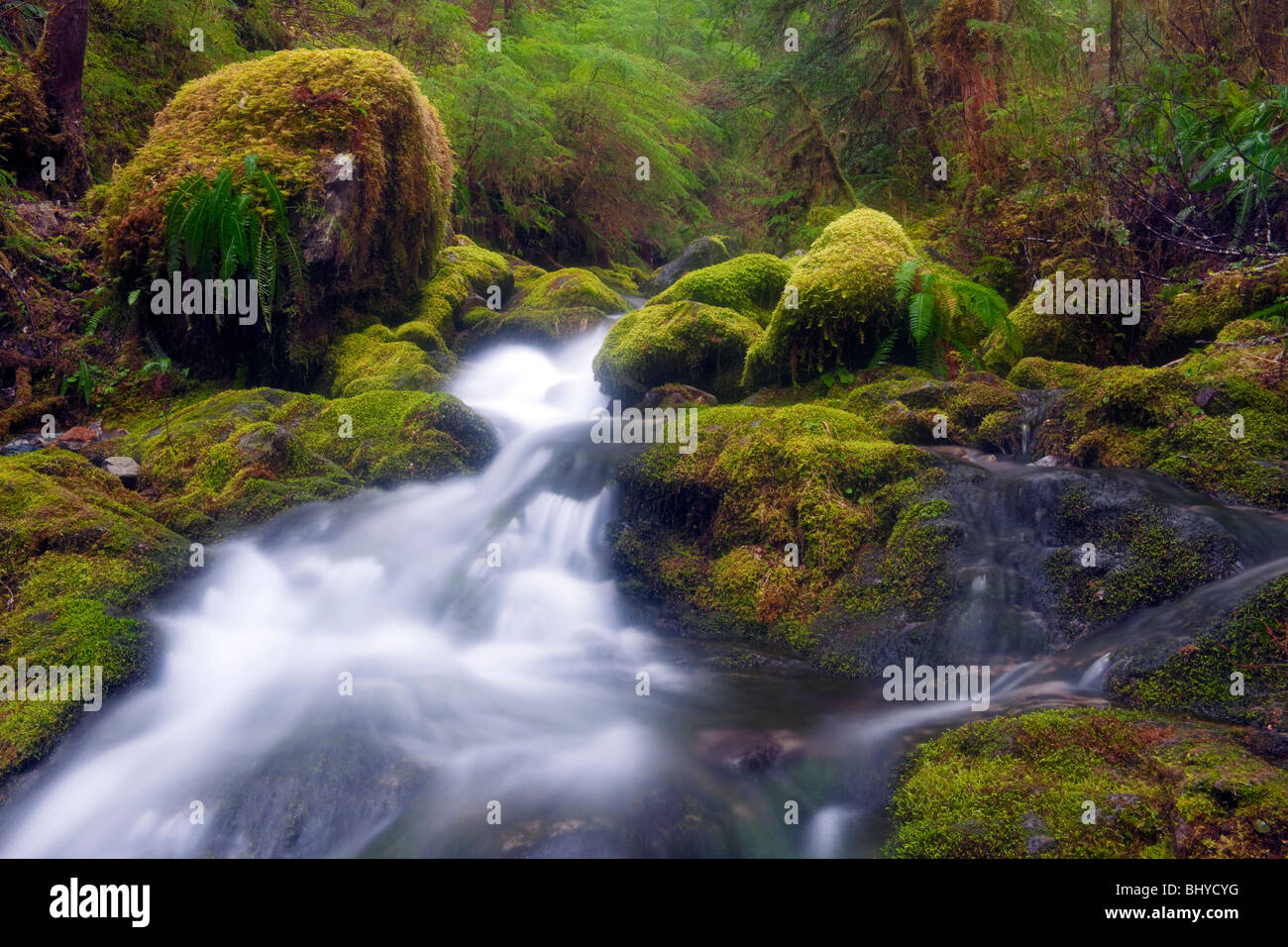 Oregons Opal Creek Wilderness Area schützt alten Waldbestands und unzählige Bäche. Stockfoto