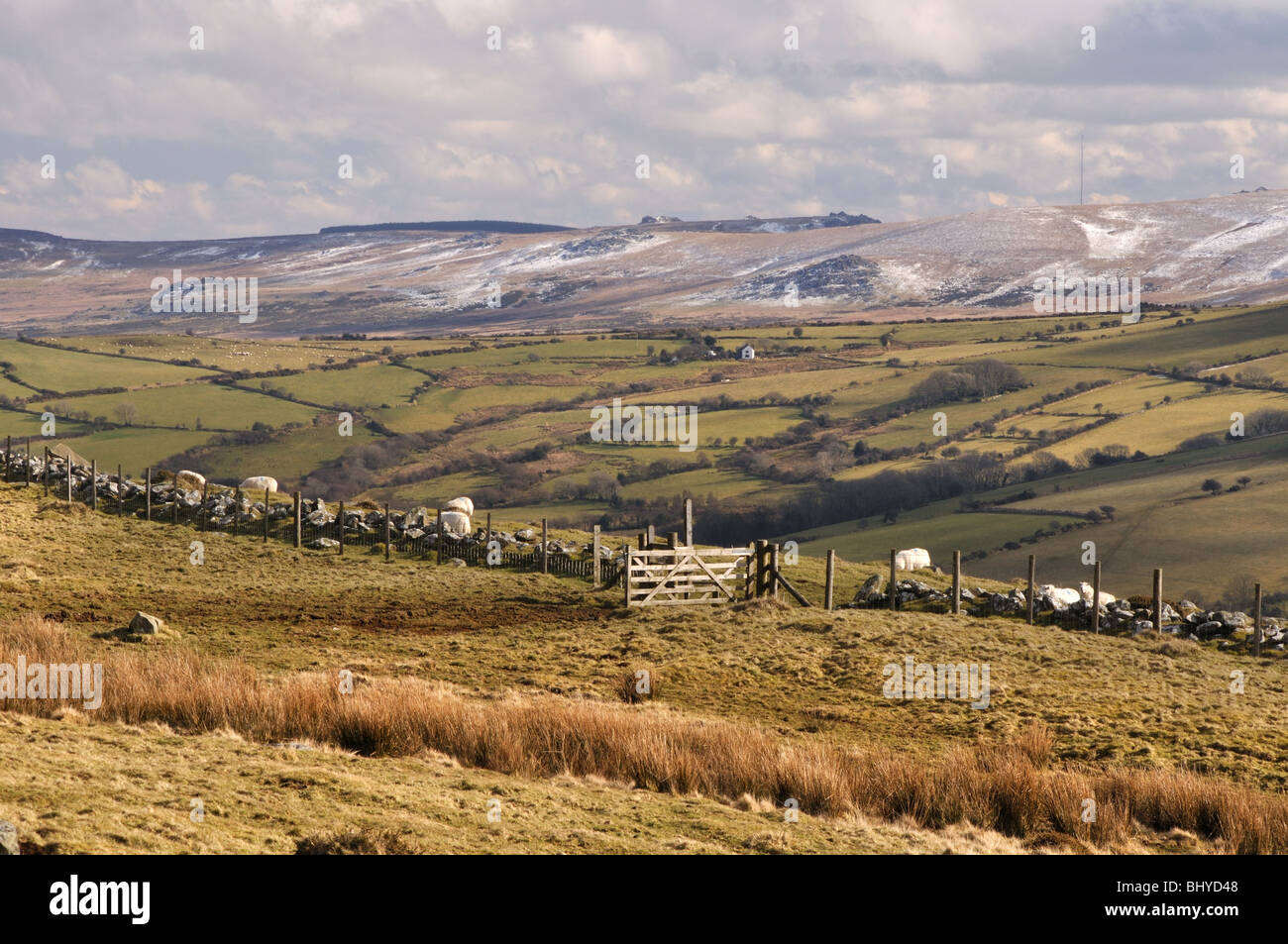 Ansicht der Preseli-Berge von Carningli, Schafe und Tor, Newport, Pembrokeshire, Wales, Vereinigtes Königreich Stockfoto