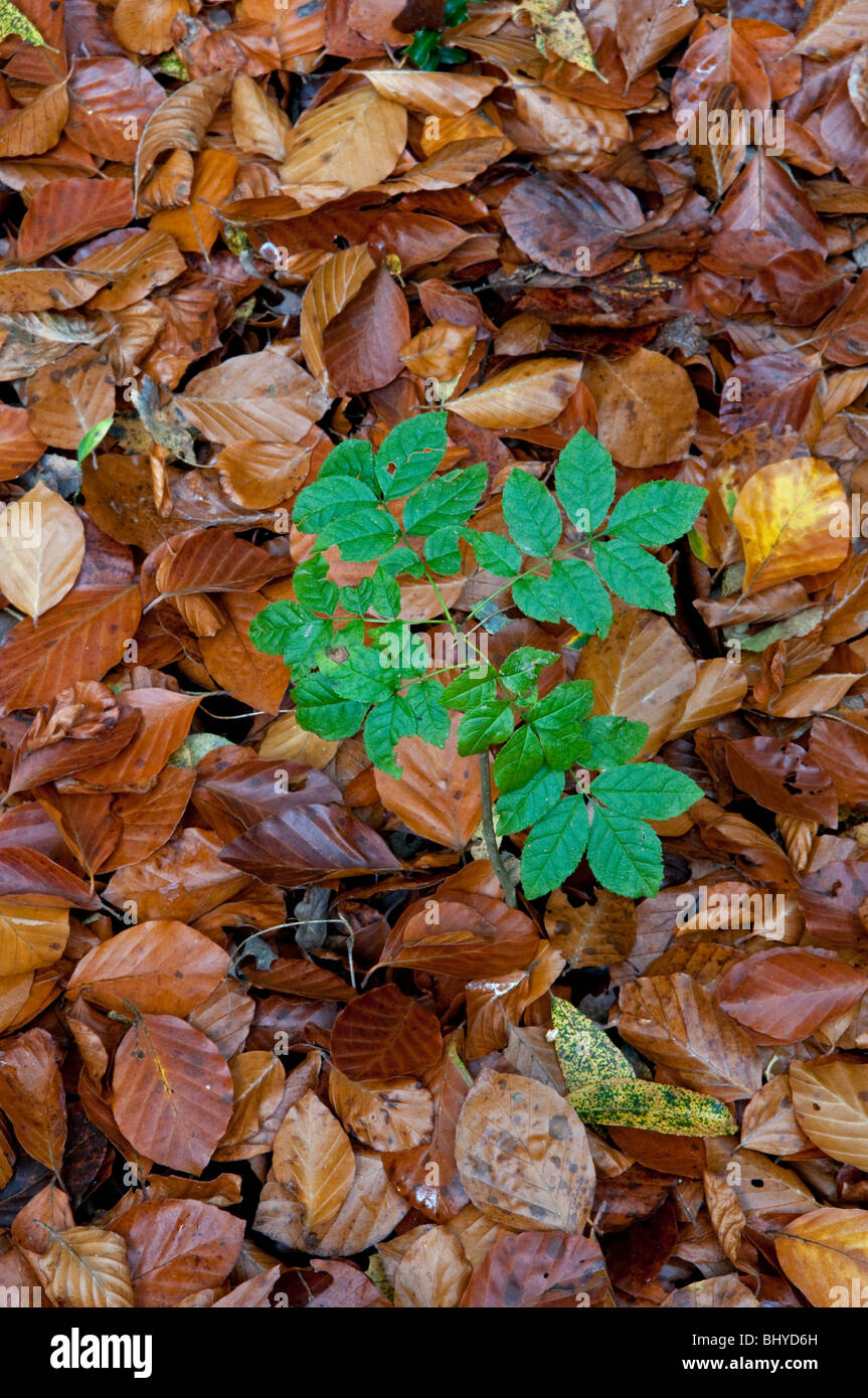 Junge Esche (Fraxinus Excelsior) Bäumchen unter Blätter der Buche (Fagus Sylvatica) im Herbst. Sussex, England Stockfoto