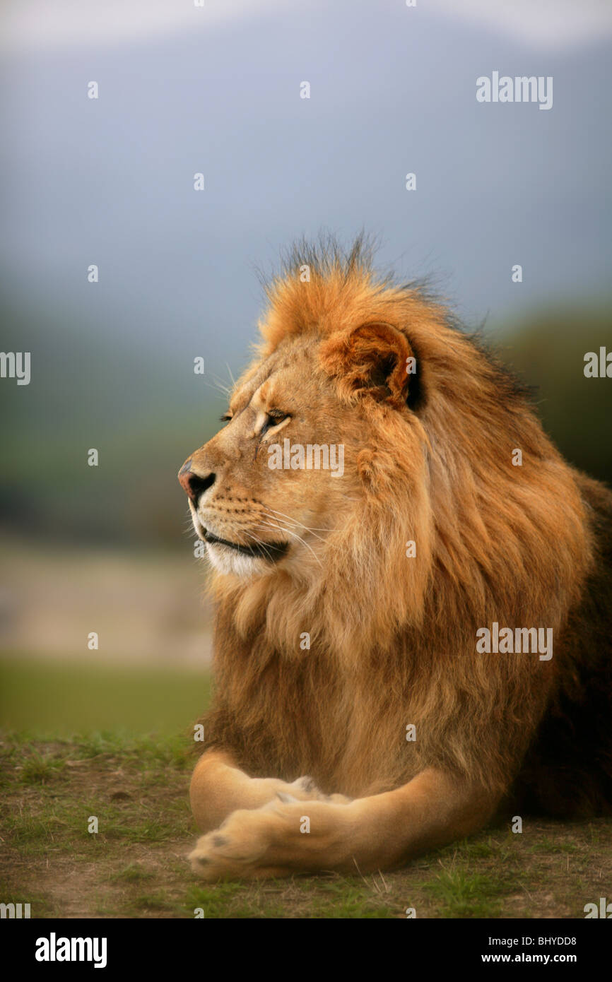 Schöne wilde männliche Tiere Porträt König der Löwen des Dschungels Stockfoto