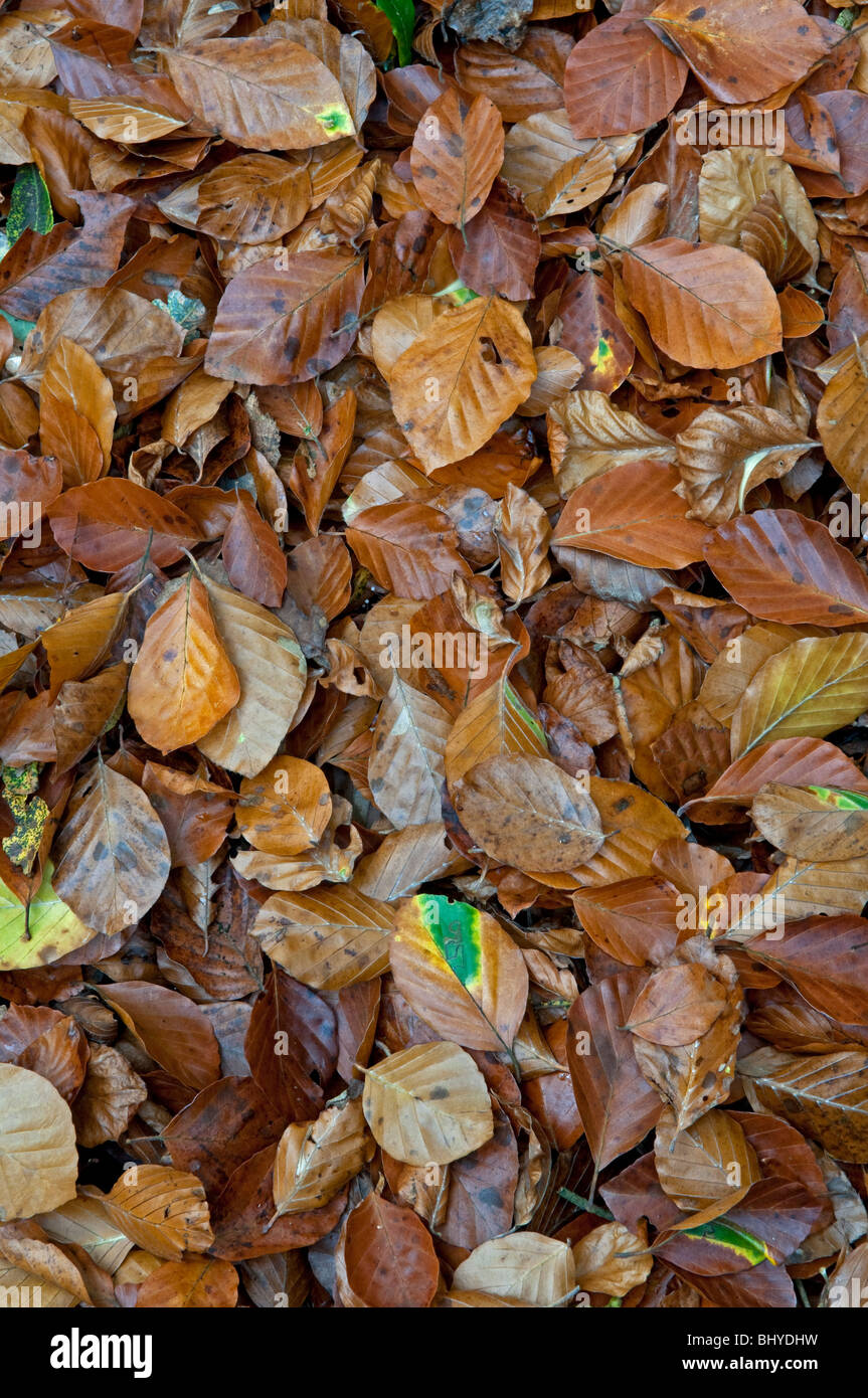 Buche (Fugus Sylvatica) Blätter im Herbst. Sussex, England Stockfoto