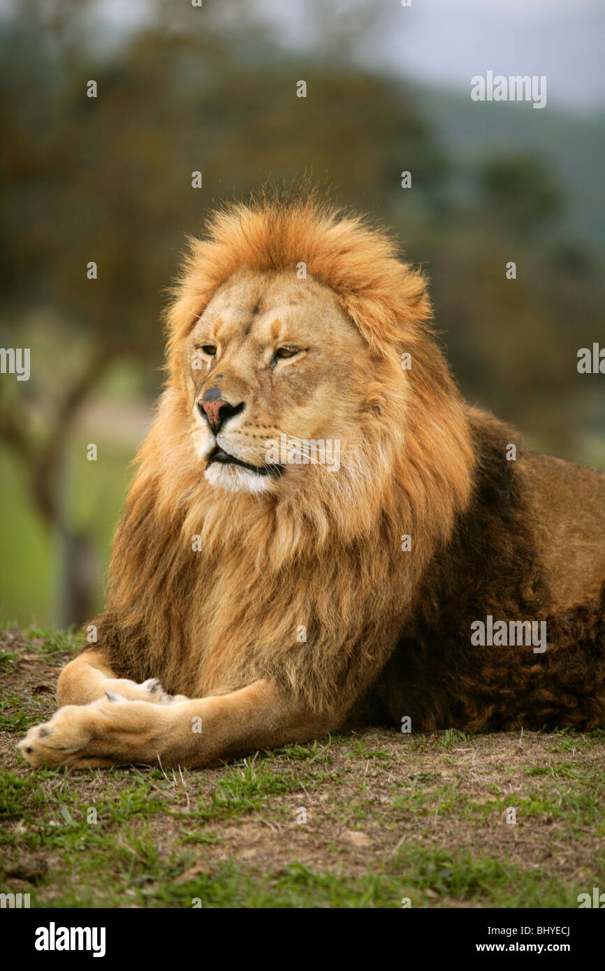 Schöne wilde männliche Tiere Porträt König der Löwen des Dschungels Stockfoto