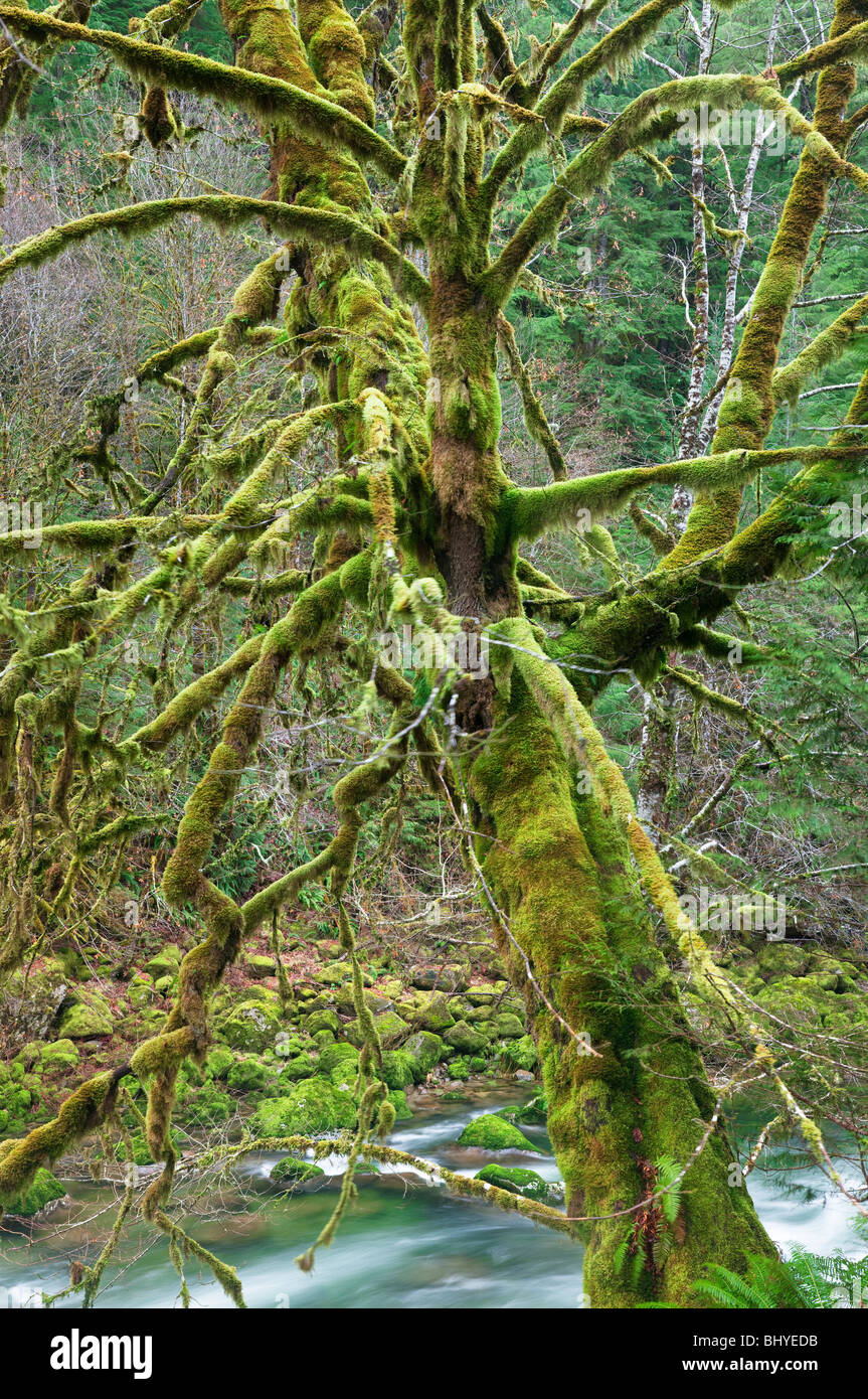 Moos bedeckt Ahornbaum und Quartzville Creek. Quartzville Creek Wild and Scenic River. Oregon Stockfoto