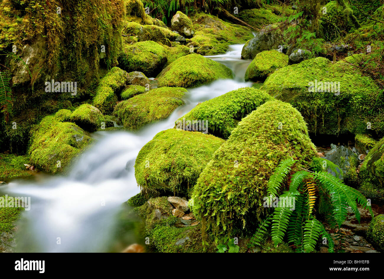 Moos bedeckte Felsen in kleinen Bach bei Opal Creek malerischen Erholungsgebiet, Oregon Stockfoto