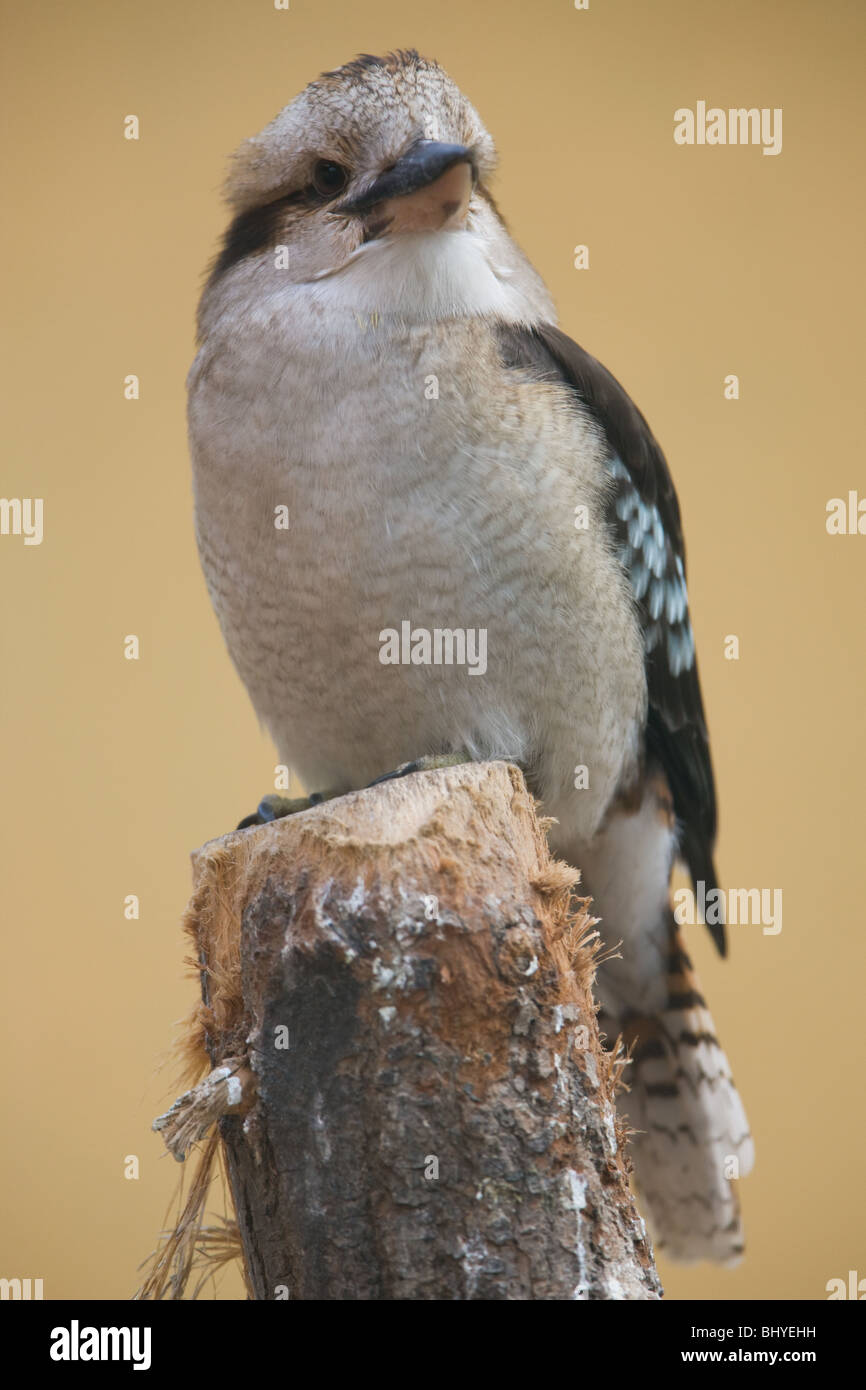 Lachende Kookaburra - Dacelo novaeguineae Stockfoto