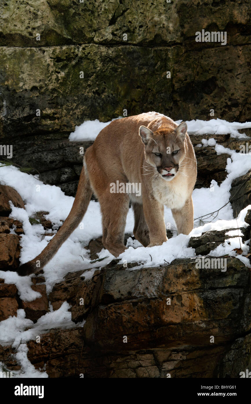 Puma, Puma Concolor, auf einem Felsvorsprung Stockfoto