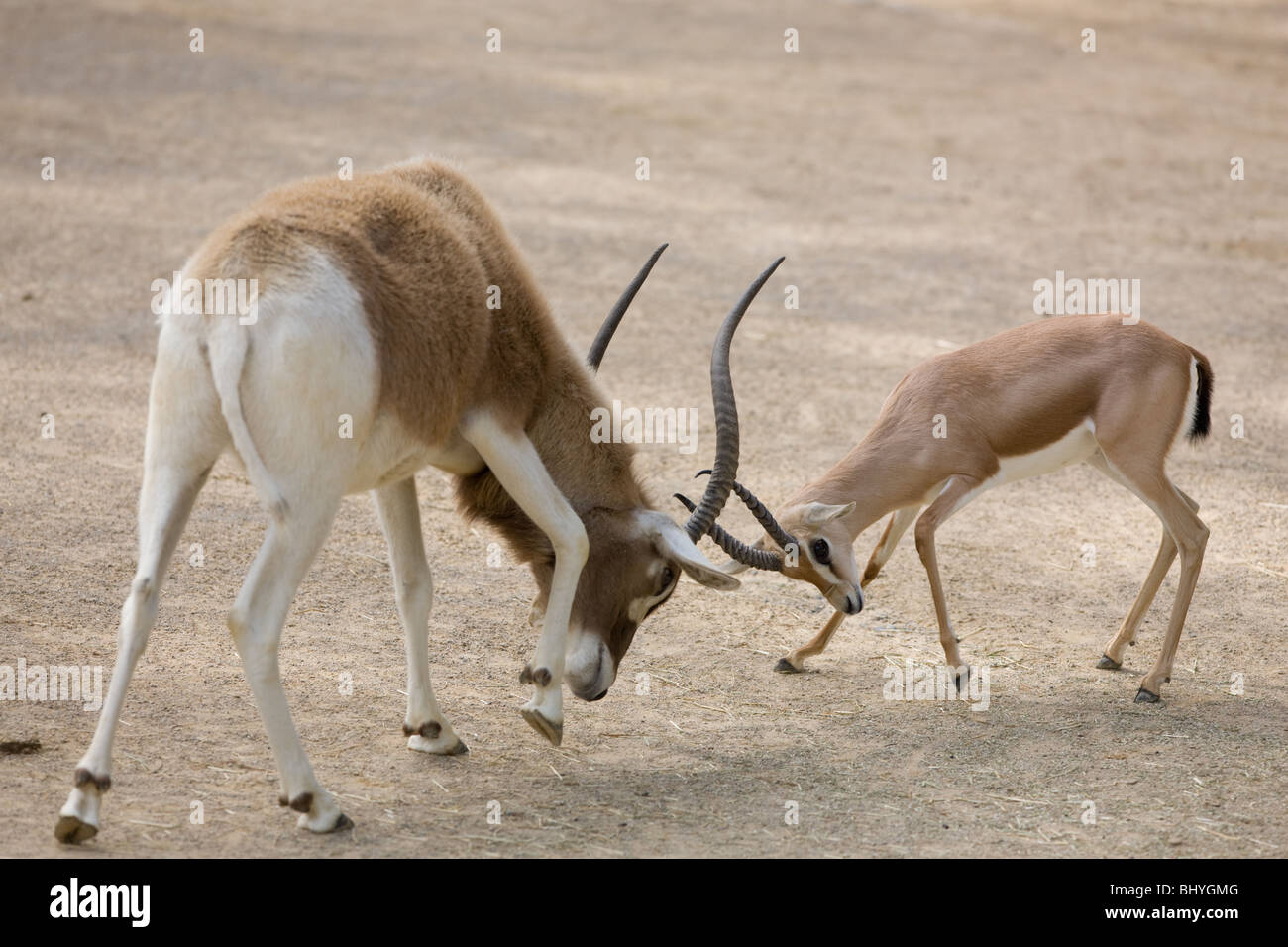 Addax-Antilopen - Addax Nasomaculatus- und Thomson es Gazelle - Eudorcas Thomsoni - kämpfen Stockfoto
