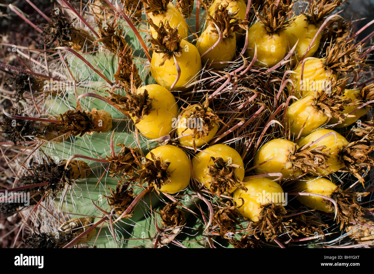 Agave blossoms -Fotos und -Bildmaterial in hoher Auflsung  Alamy