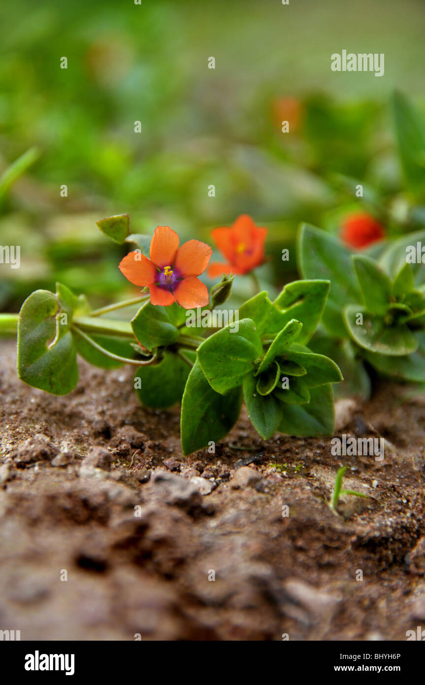 Blühende Scarlet Pimpernel - Anagallis arvensis Stockfoto