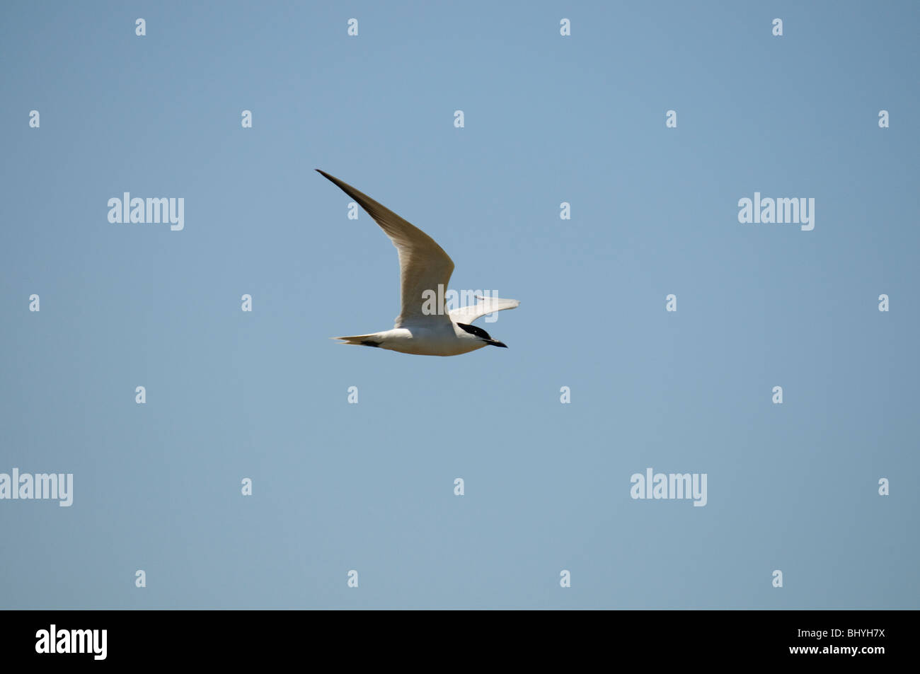 Gullbilled Tern Stockfoto