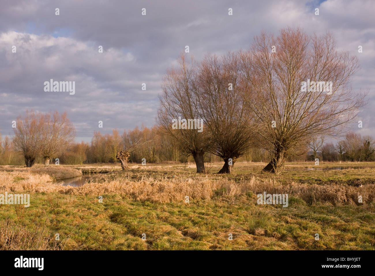 Marschland mit Kopfweiden im Marquenterre Tal am Rue, Somme-Mündung, Nordfrankreich. Stockfoto