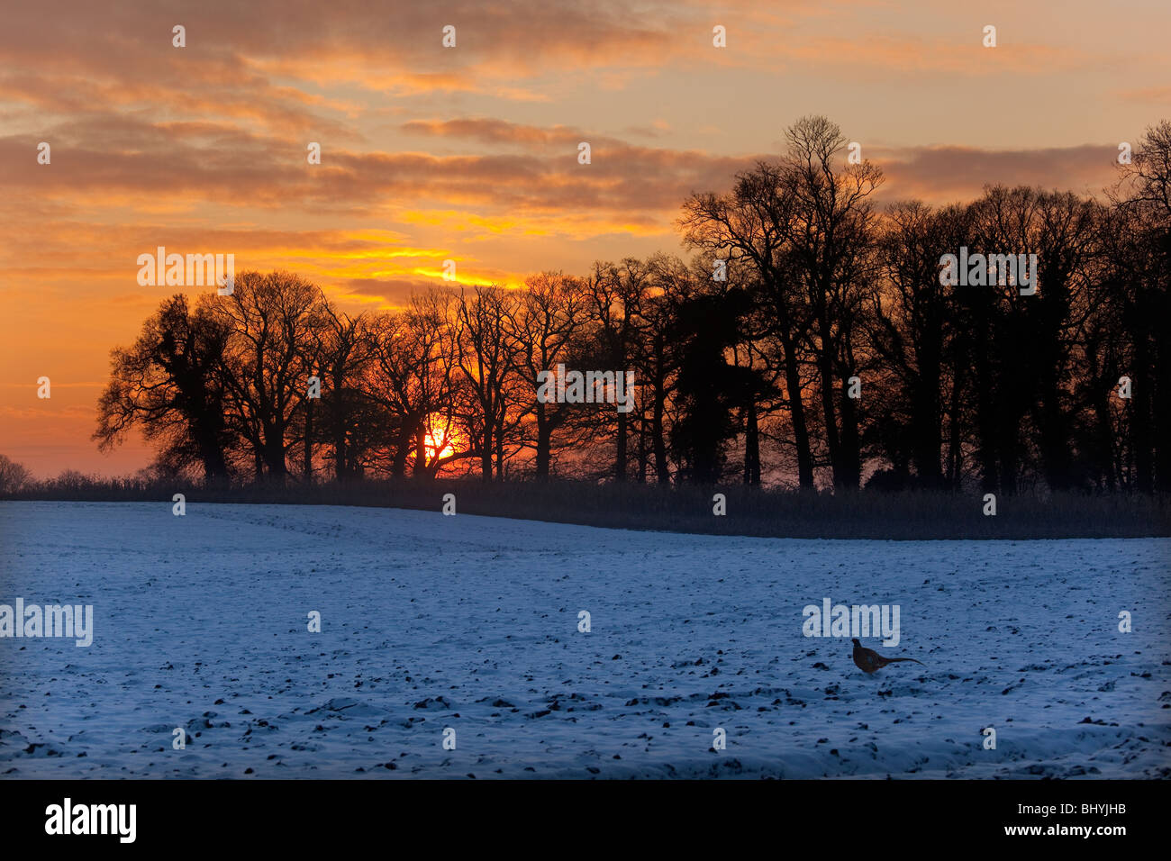 Sonnenuntergang über schneebedeckte Flächen in Hanworth Norfolk Stockfoto