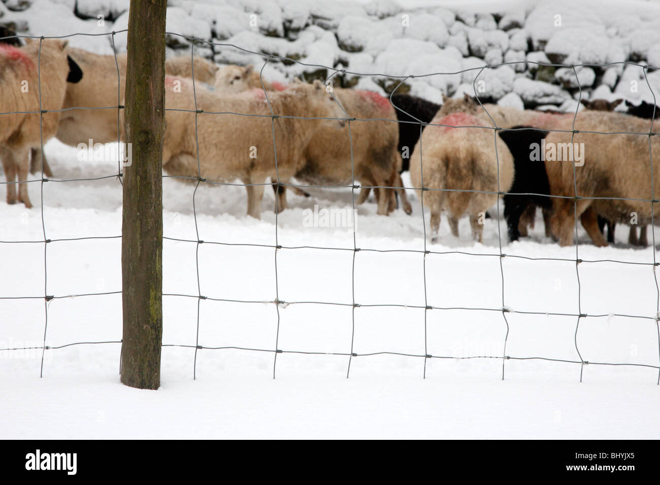 Schafe im Schnee, Ystradfellte, Wales, UK Stockfoto