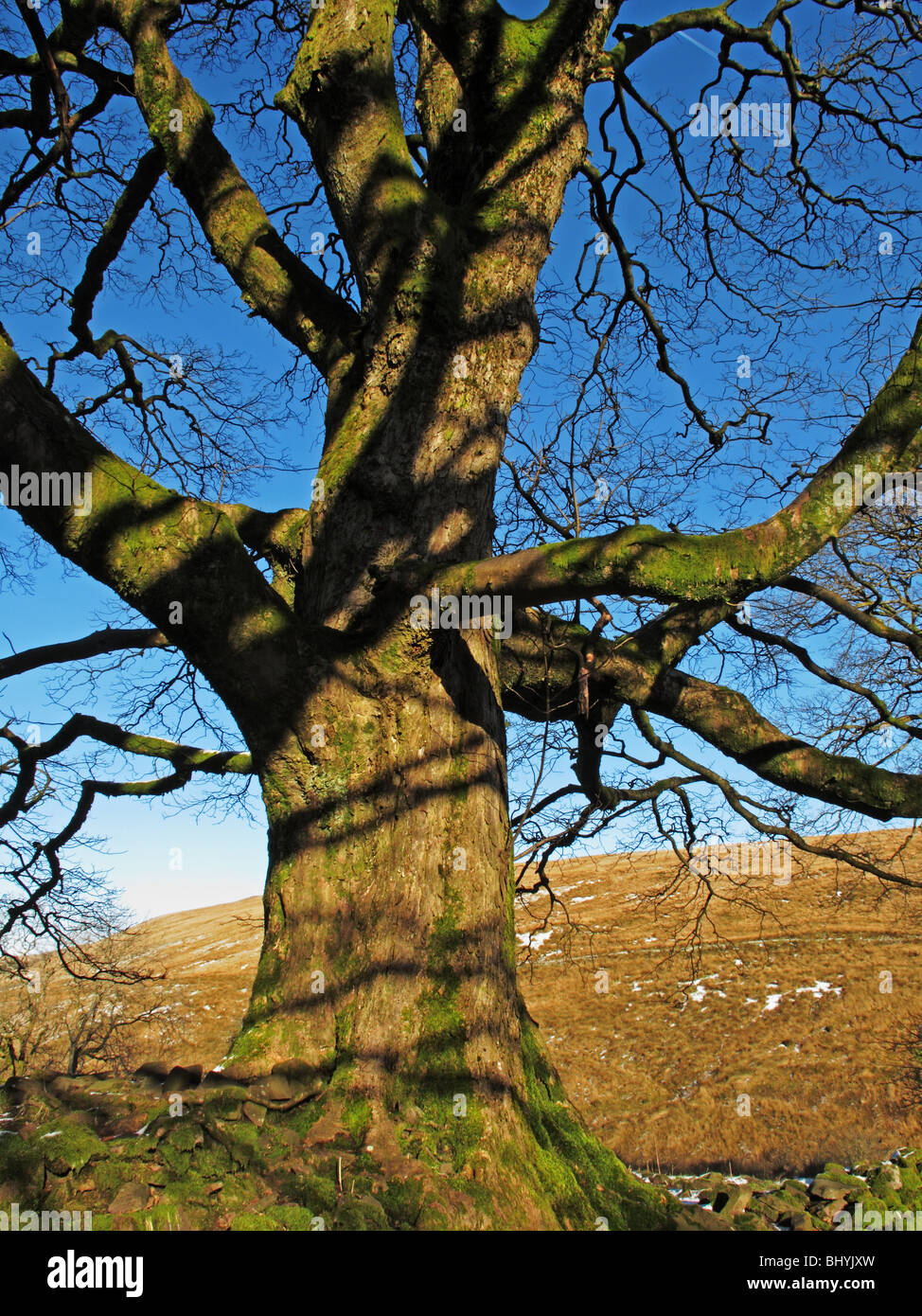 Alter Baum, Ystradfellte, Wales, UK Stockfoto