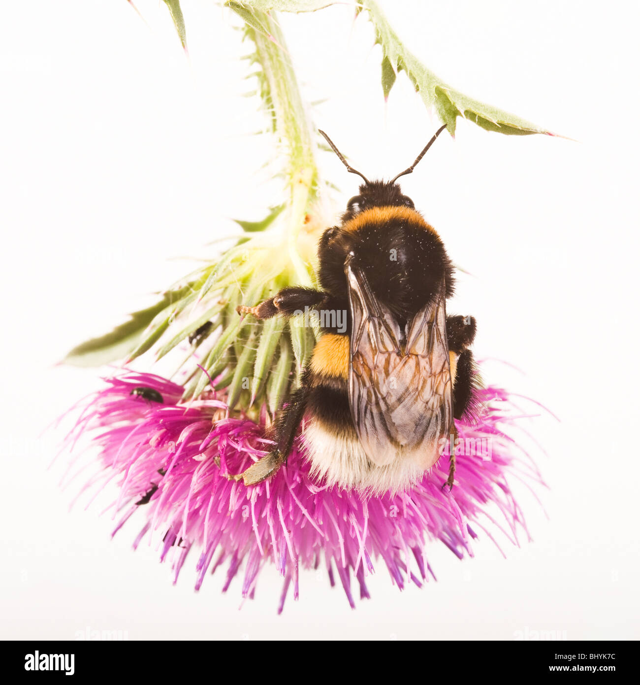 große Erde Hummel [Bombus Terrestris] auf einer Distel Stockfoto