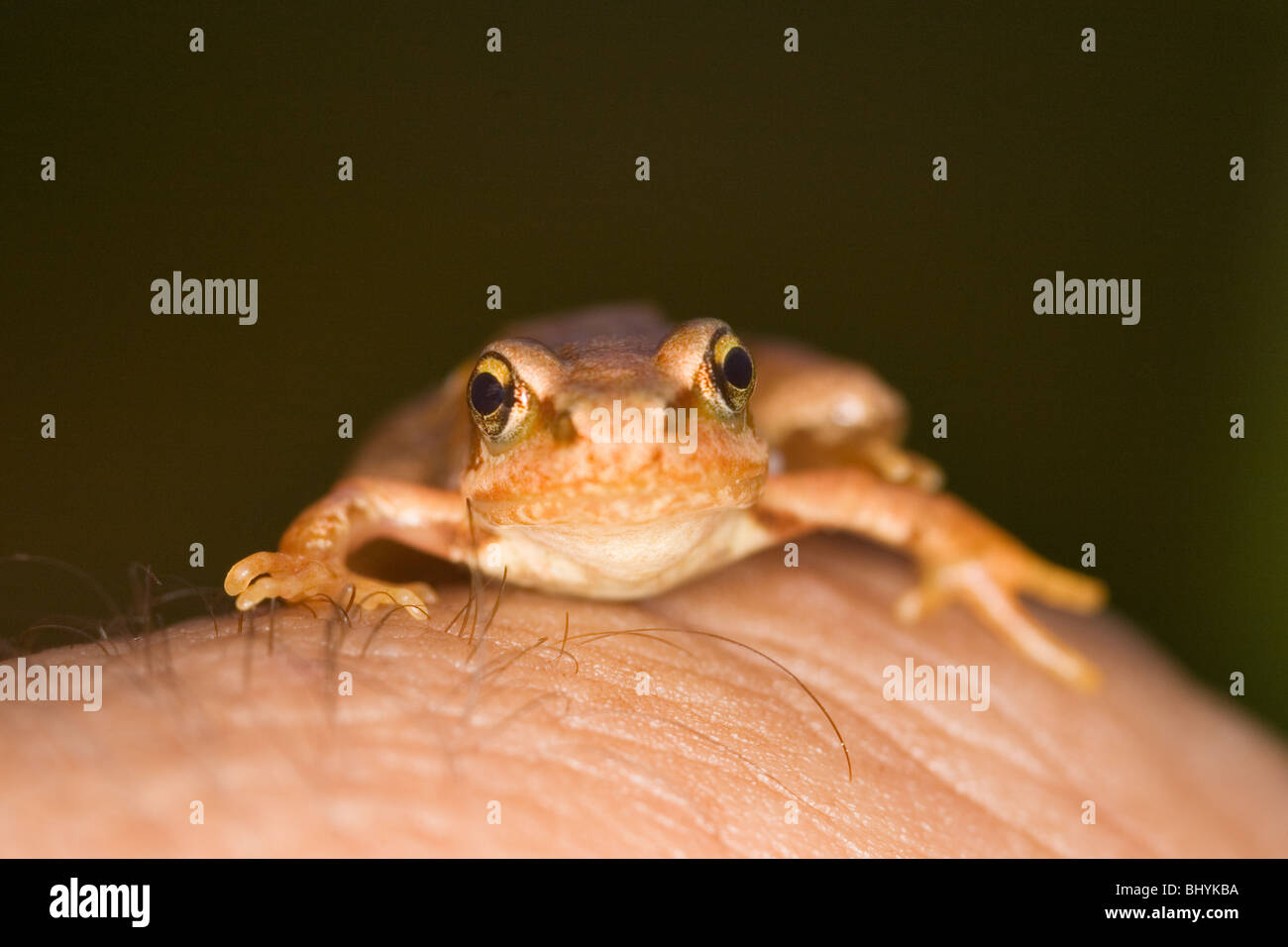 Rasen-Frosch (Rana Temporaria) Jungtier Stockfoto