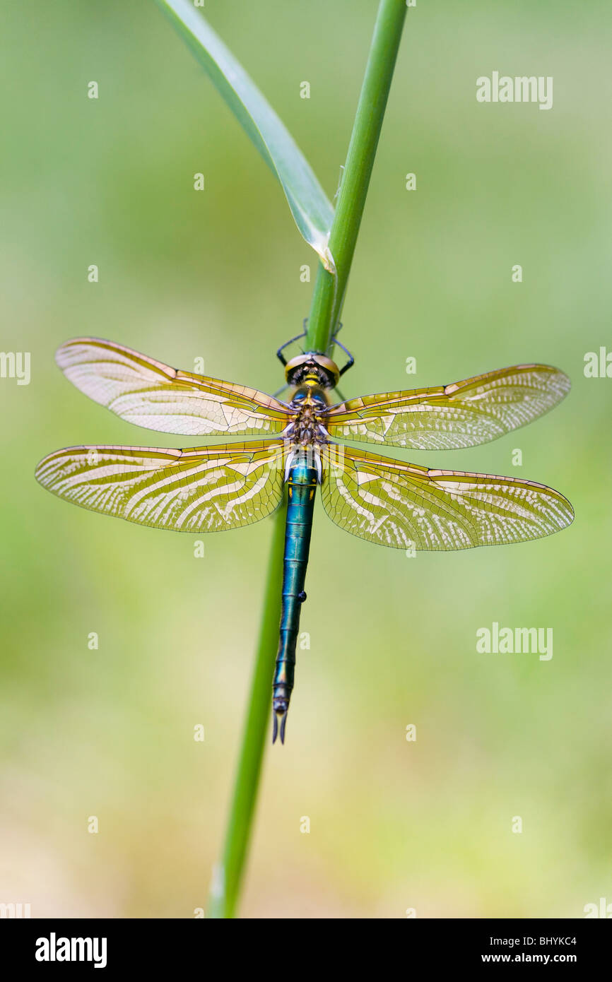 Gemeinsame Darter (Sympetrum striolatum) Stockfoto