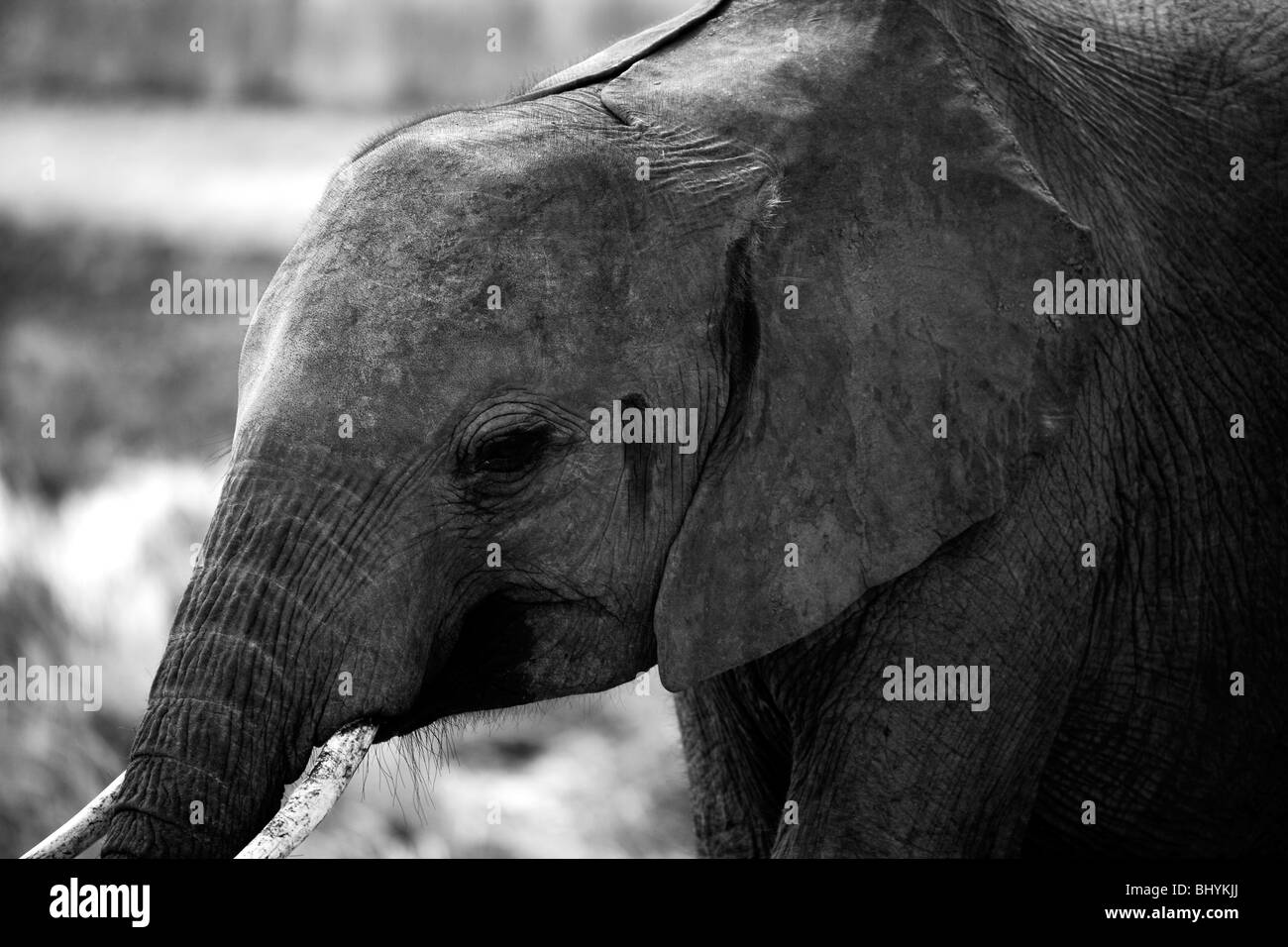 Elefant, Mikumi NP, Tansania, Ostafrika Stockfoto
