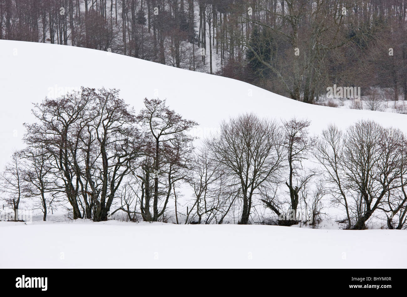 Silhouetten von gemeinsamen Erlen und anderen Bäumen mitten im Schnee, in der Vulkane d ' Auvergne regionalen Naturpark, Frankreich Stockfoto