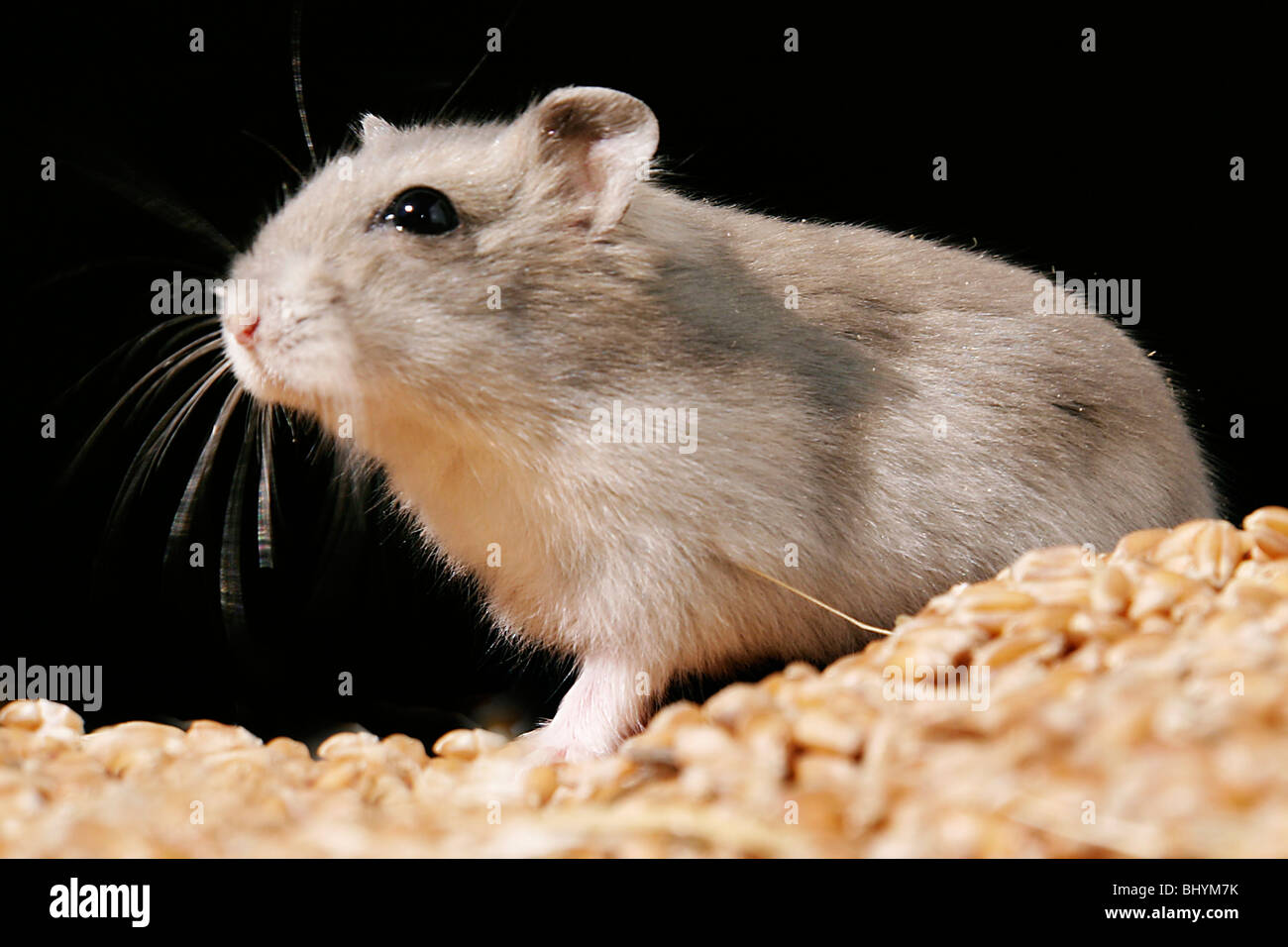 Zwerg-Hamster mit Essen Stockfoto