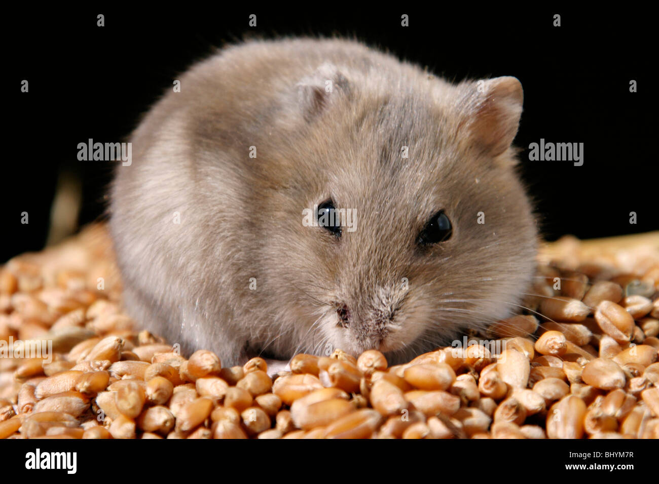 Zwerg-Hamster mit Essen Stockfoto