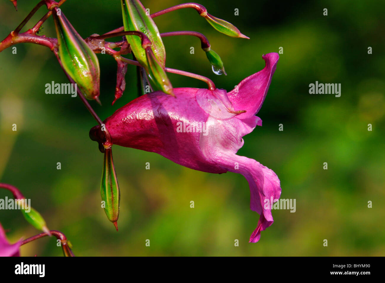 (Impatiens Glandulifera) Stockfoto