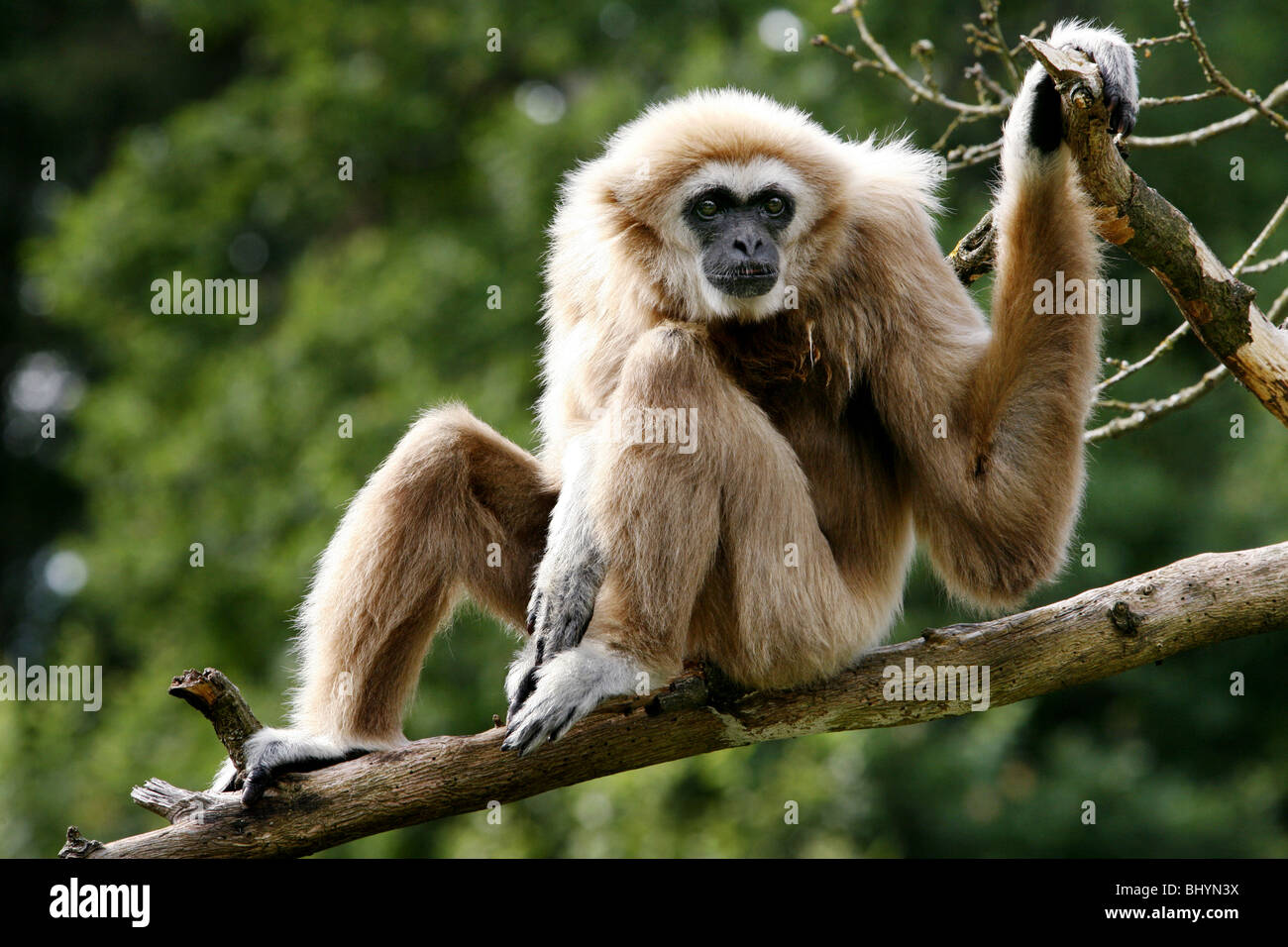 Weiß übergeben, Gibbon, Parken Zoo, Eskilstuna Södermanland, Schweden Stockfoto