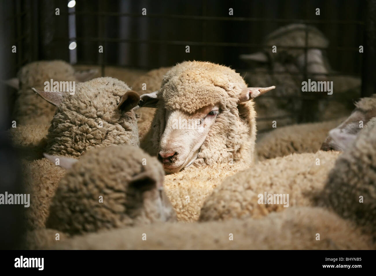Schafe aus Wolle Scheren Schuppen Stockfoto