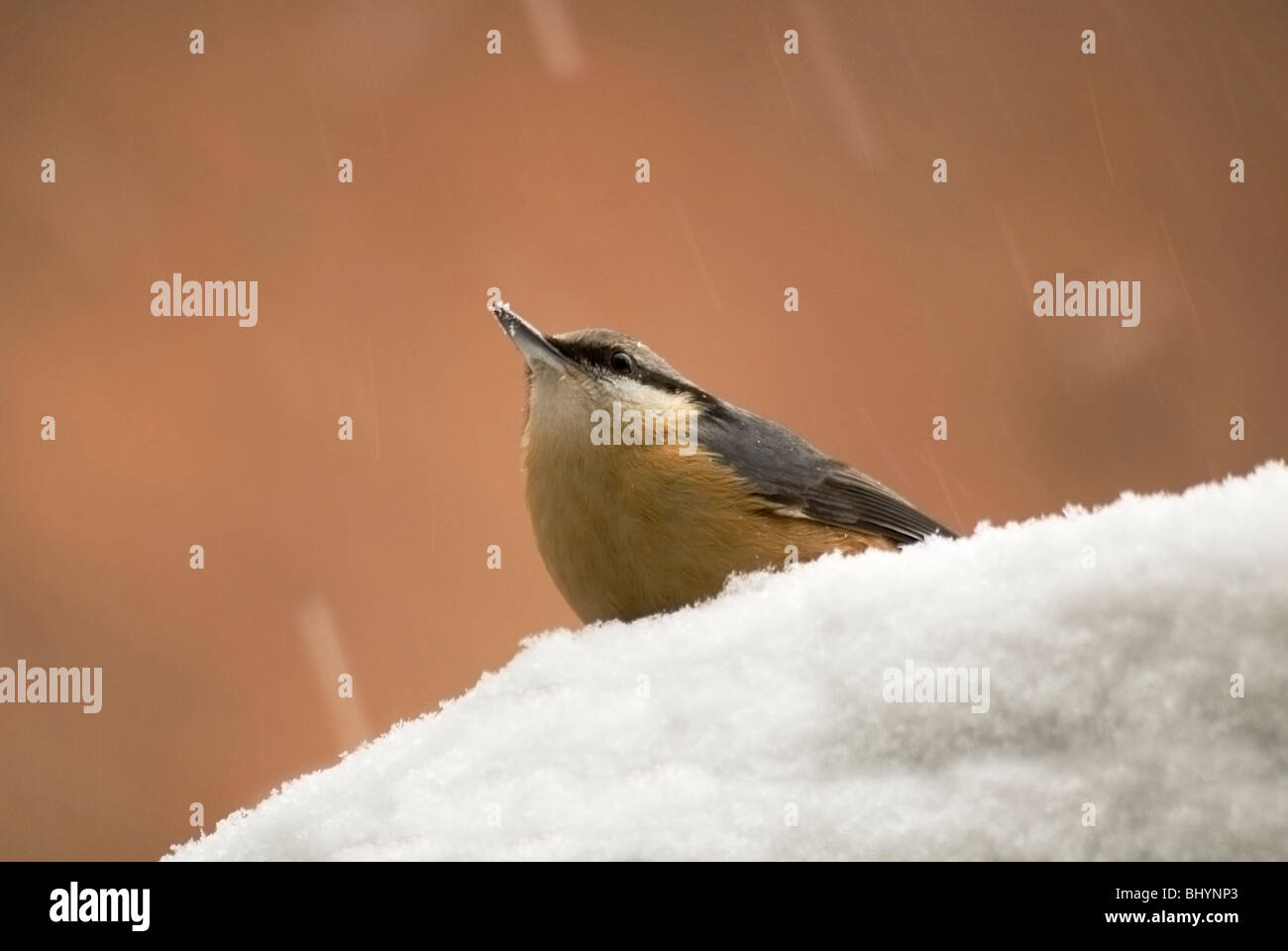 Kleiber (Sitta Europaea) Perched auf Schnee überdachten Futtertisch Gärtner Hütte Kington. Stockfoto