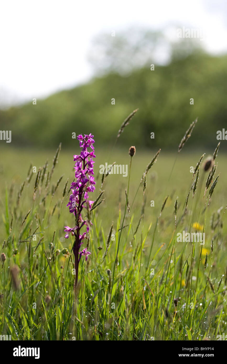 Frühe lila-Orchidee - Orchis mascula Stockfoto