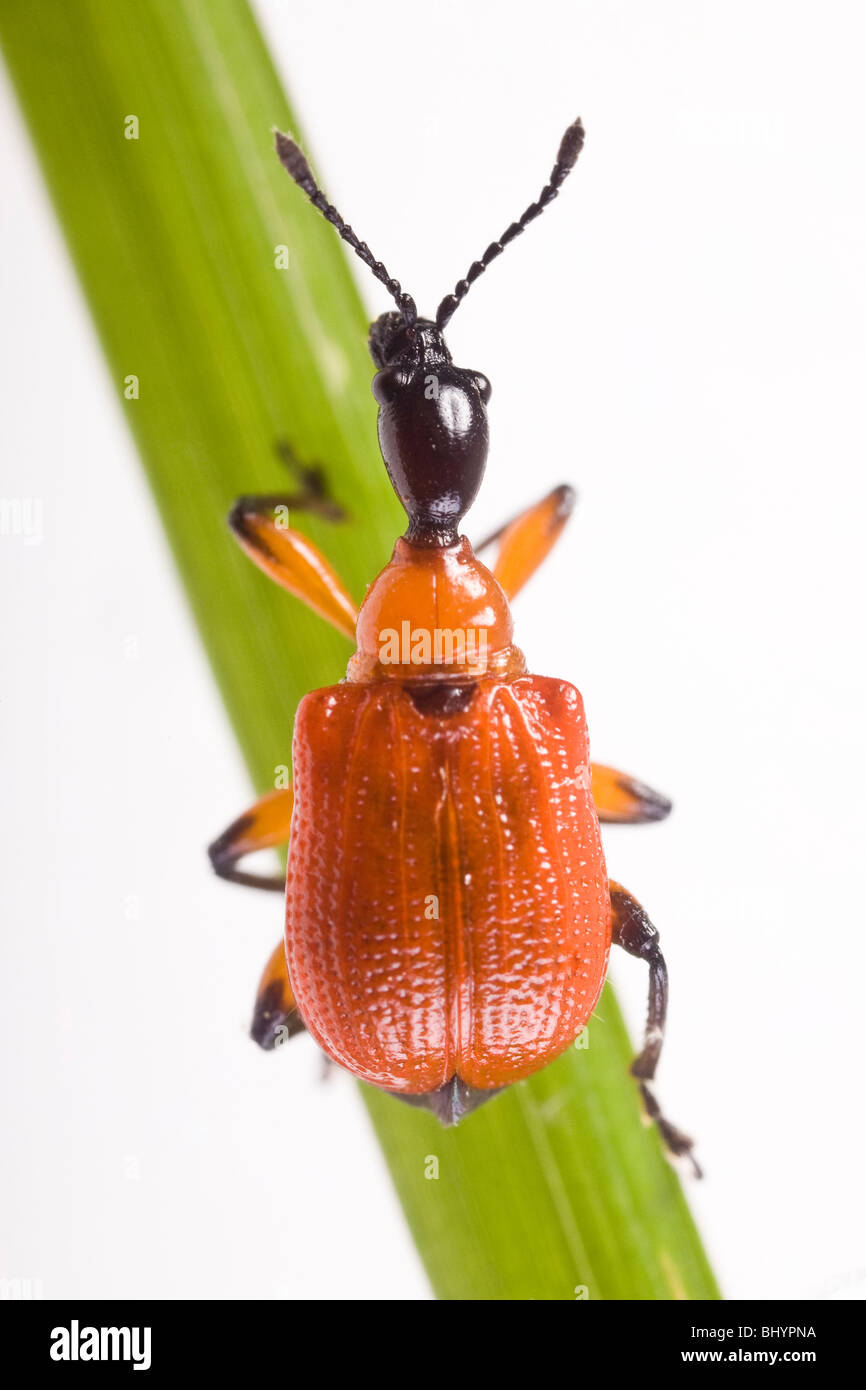 Lilie Getreidehähnchen [Lilioceris Lilii] Stockfoto