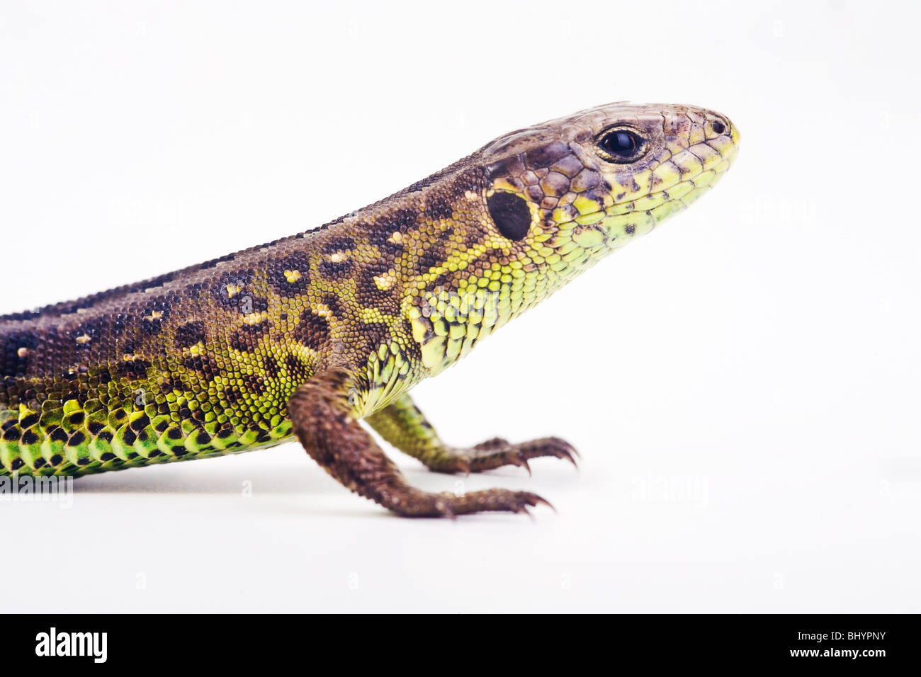 Zauneidechse (weiblich) (Lacerta Agilis) Stockfoto