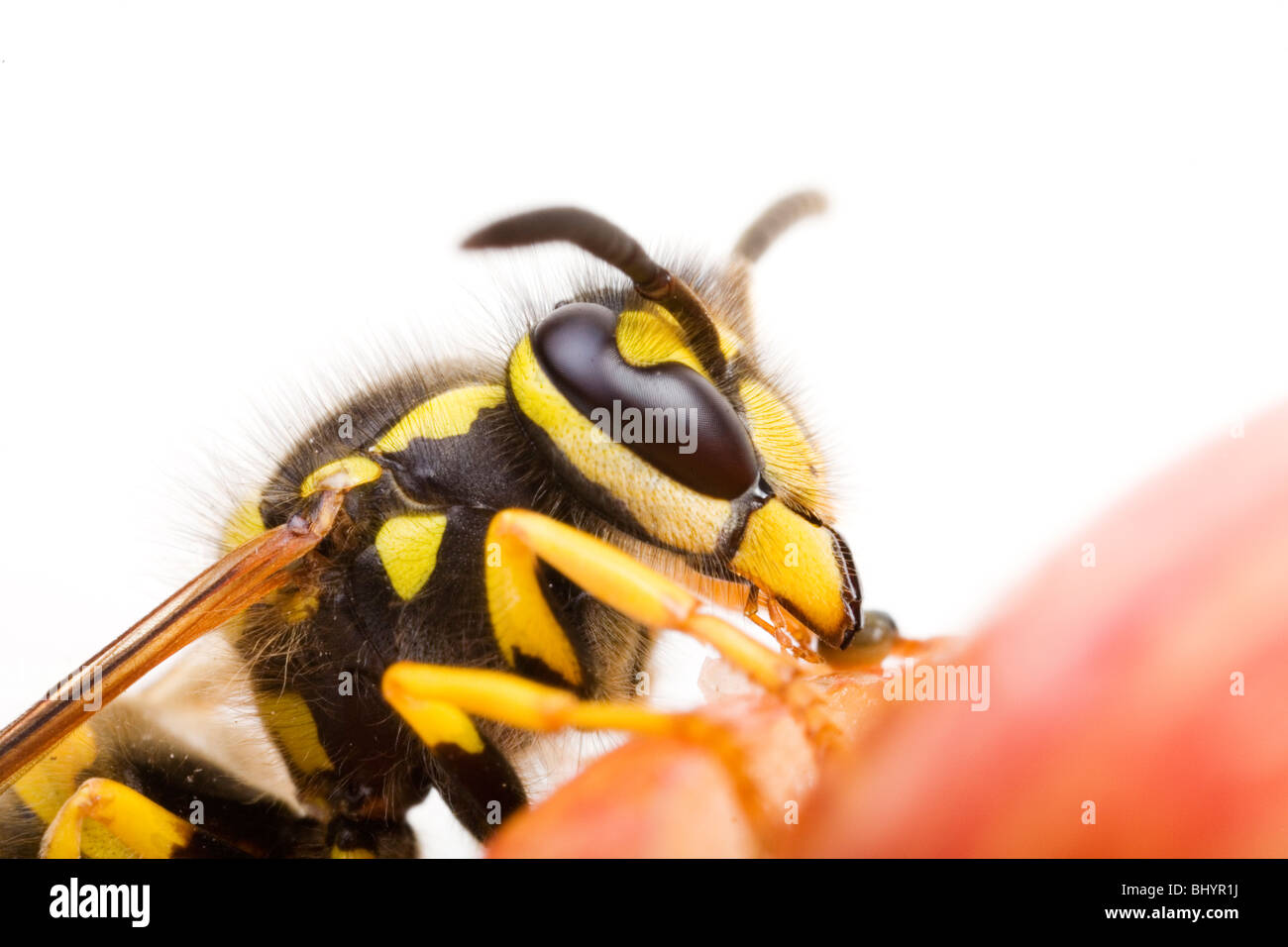 Vespula Germanica auf einen Apfel Stockfoto