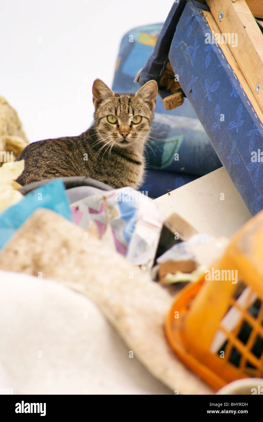 Katze auf einer Müll-depot Stockfoto