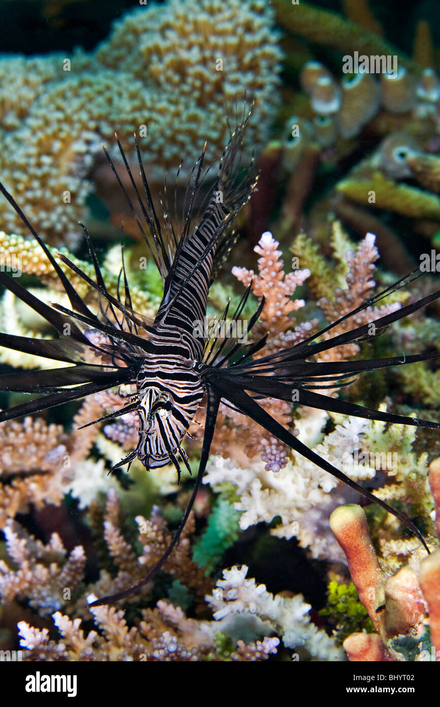 Gemeinsamen Rotfeuerfische {Pterois Volitans) ist eine effiziente Raubtier die Tarnung und Tarnung verwendet, um seine Beute zu finden Stockfoto