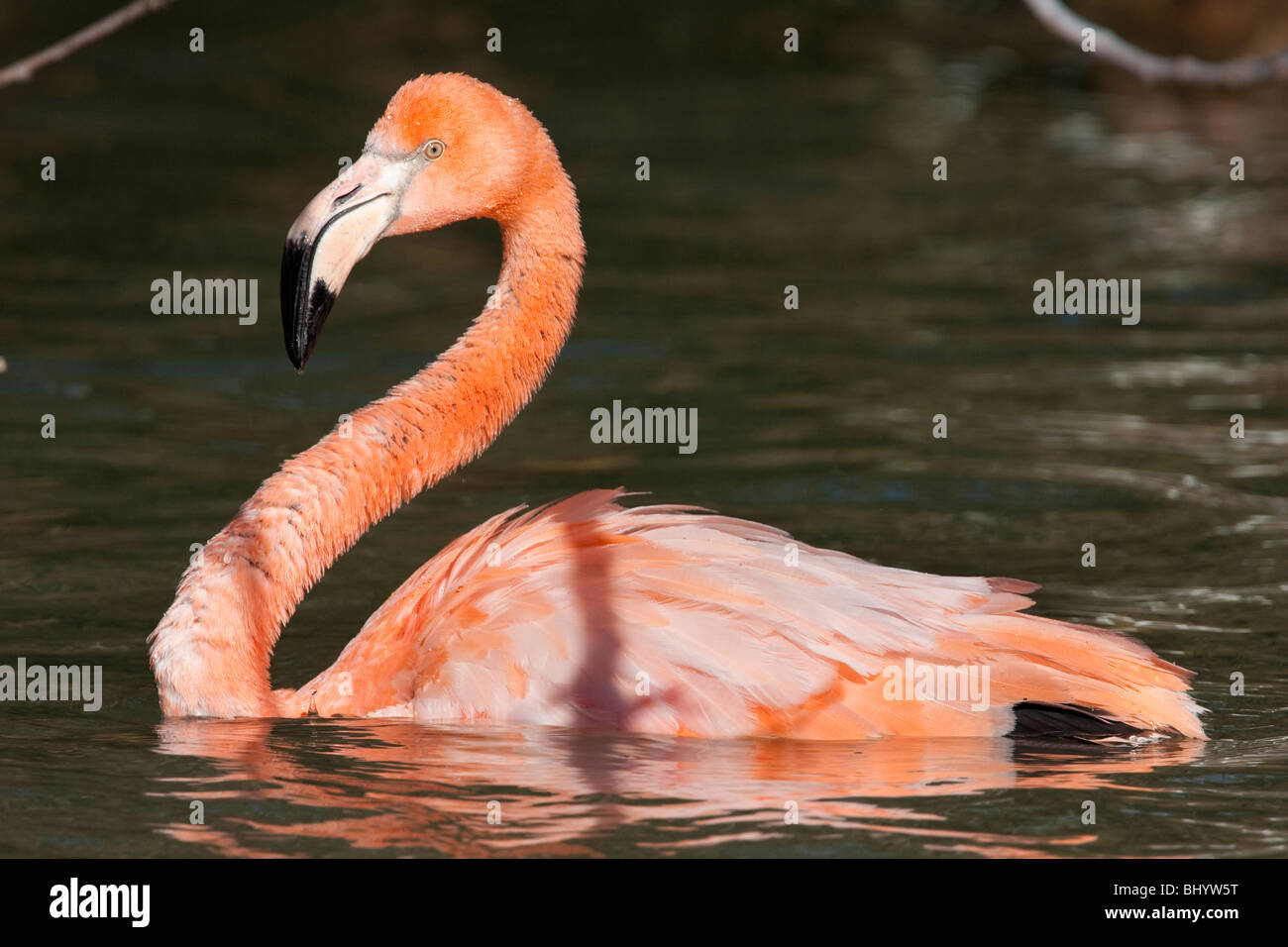Flamingo (Phoenicopterus Ruber) im goldenen Kopf Park Zoo (Parc De La Tête d ' or), Lyon, Frankreich Stockfoto